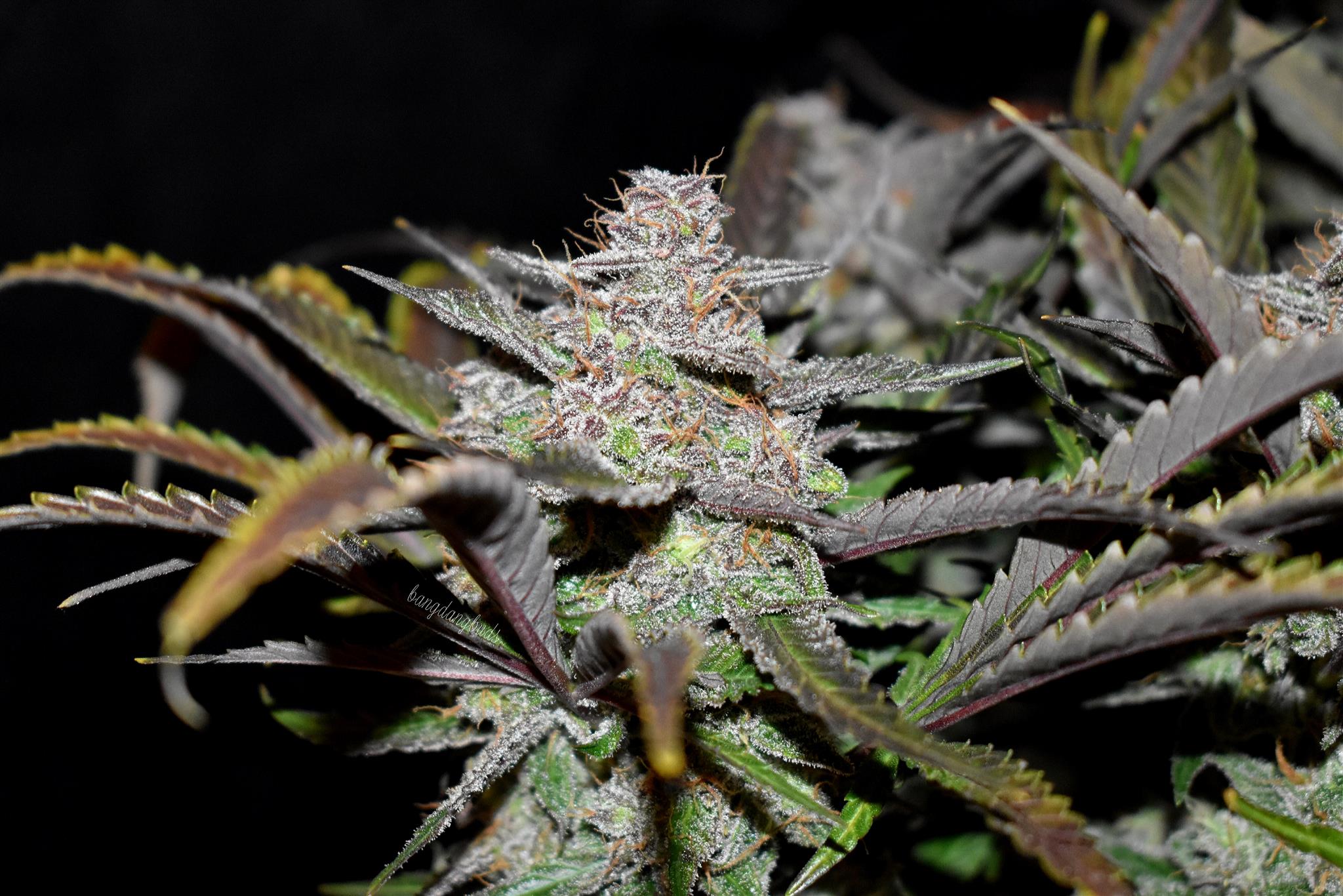Cream Cookies