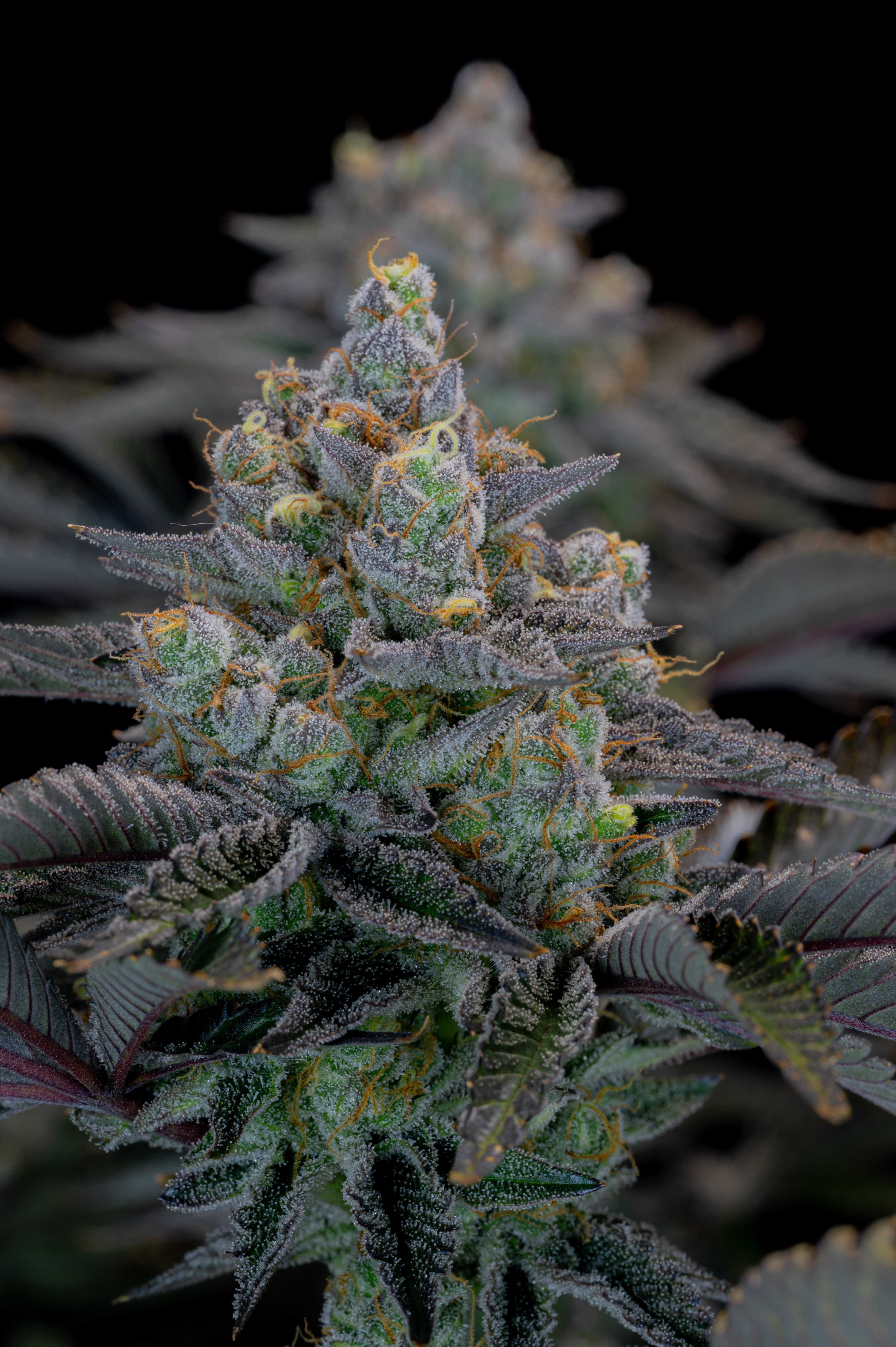 Gorilla Cookies FF