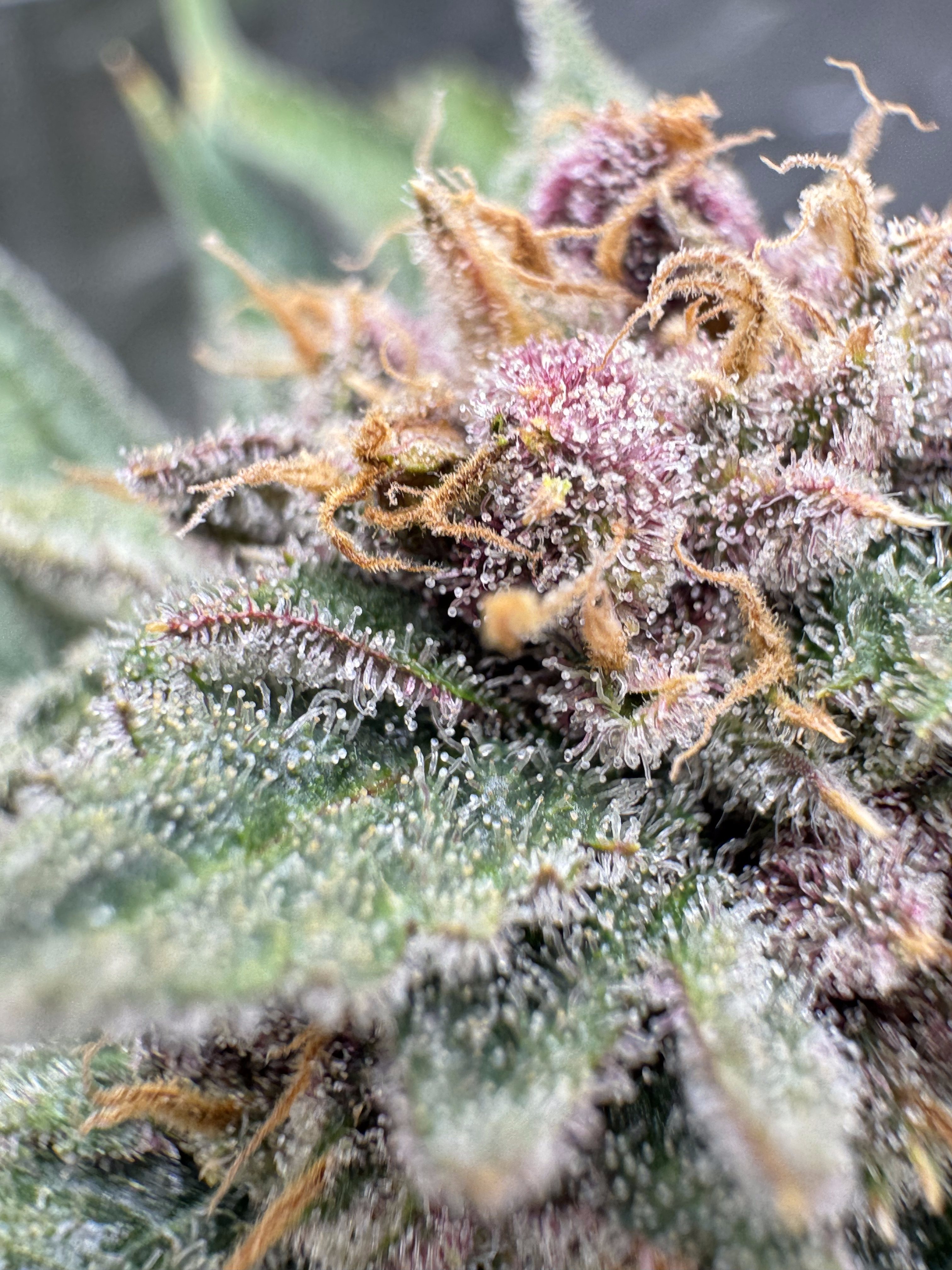 Cherry Cola Auto RF3