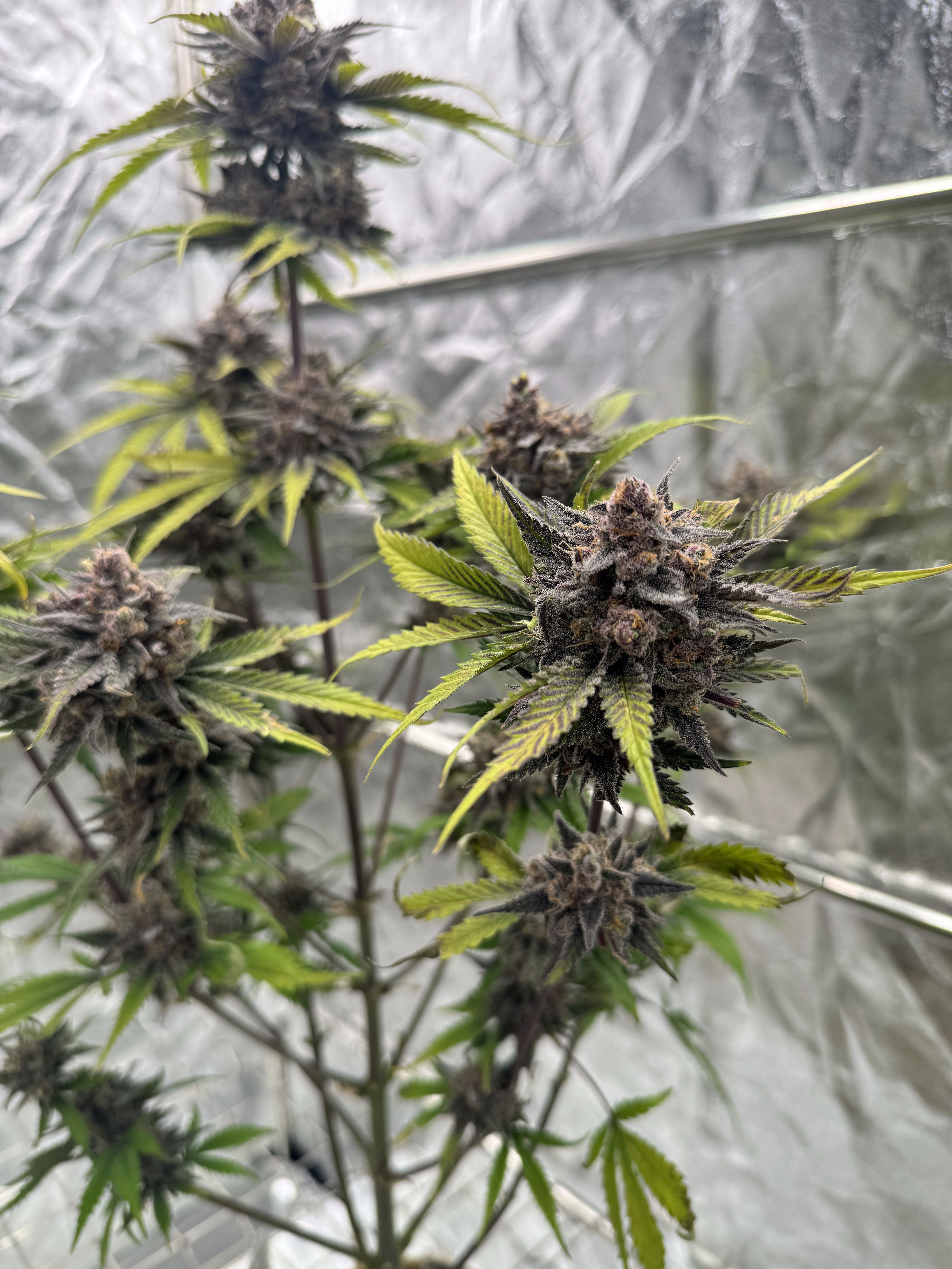 Cherry Cola Auto RF3