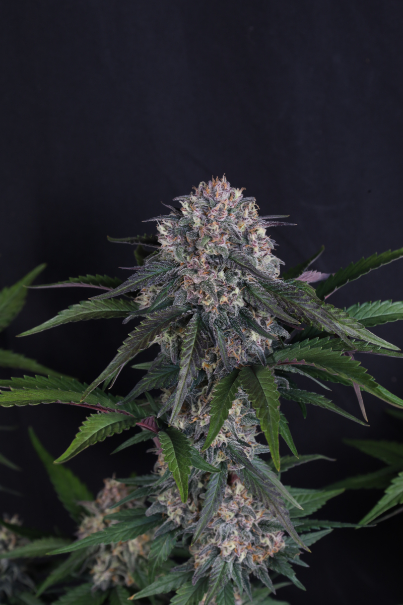 Photo of Lemon Cherry Sundae Auto