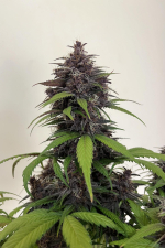 Purple Haze Auto
