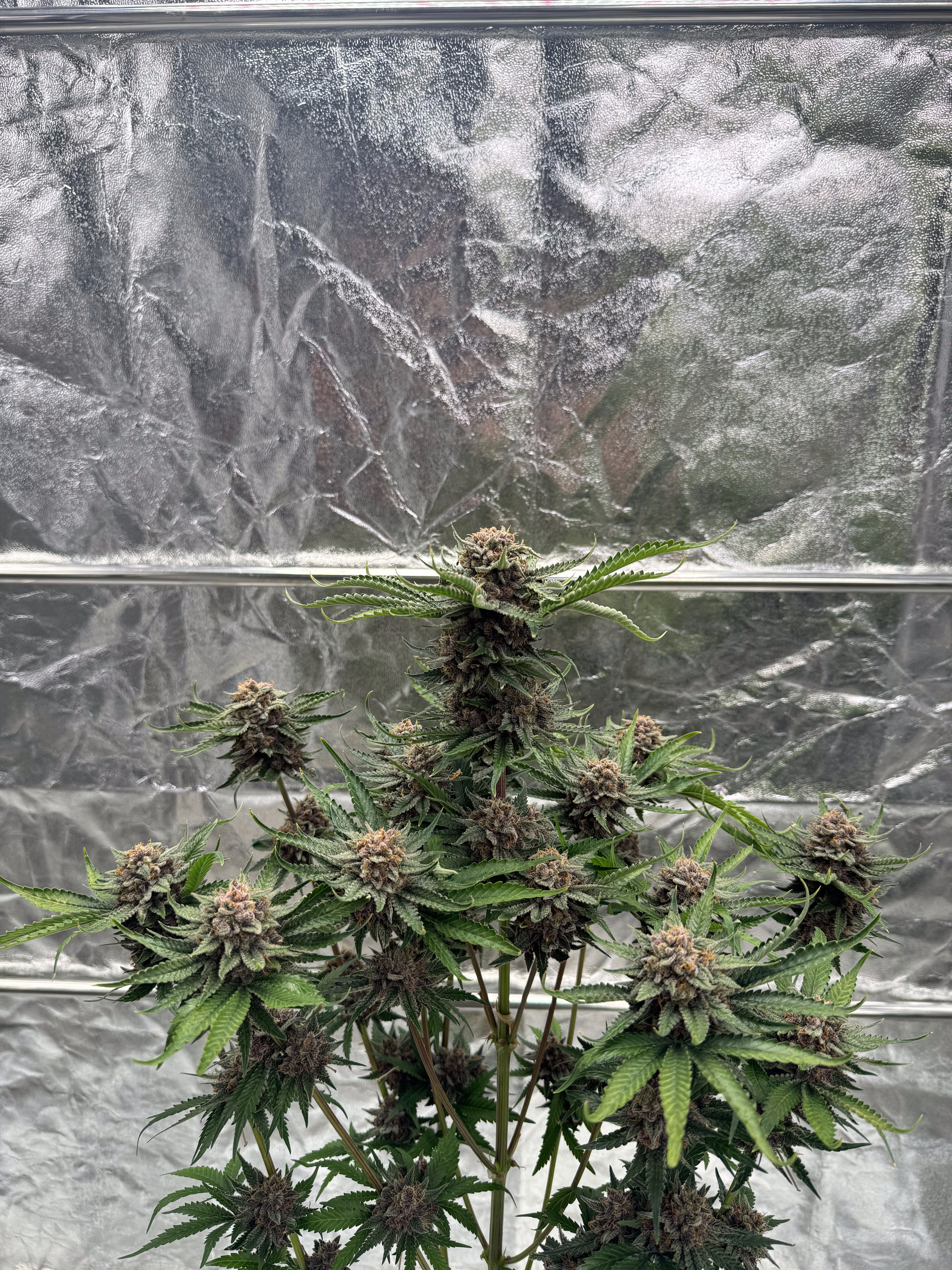 Cherry Cola Auto RF3