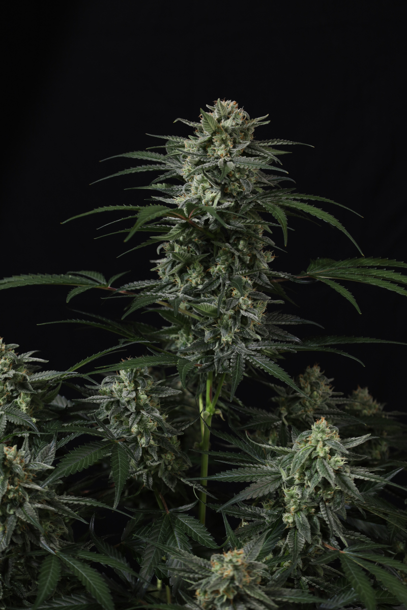 Photo of Banana Frost Auto
