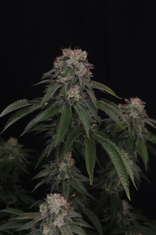 GG4