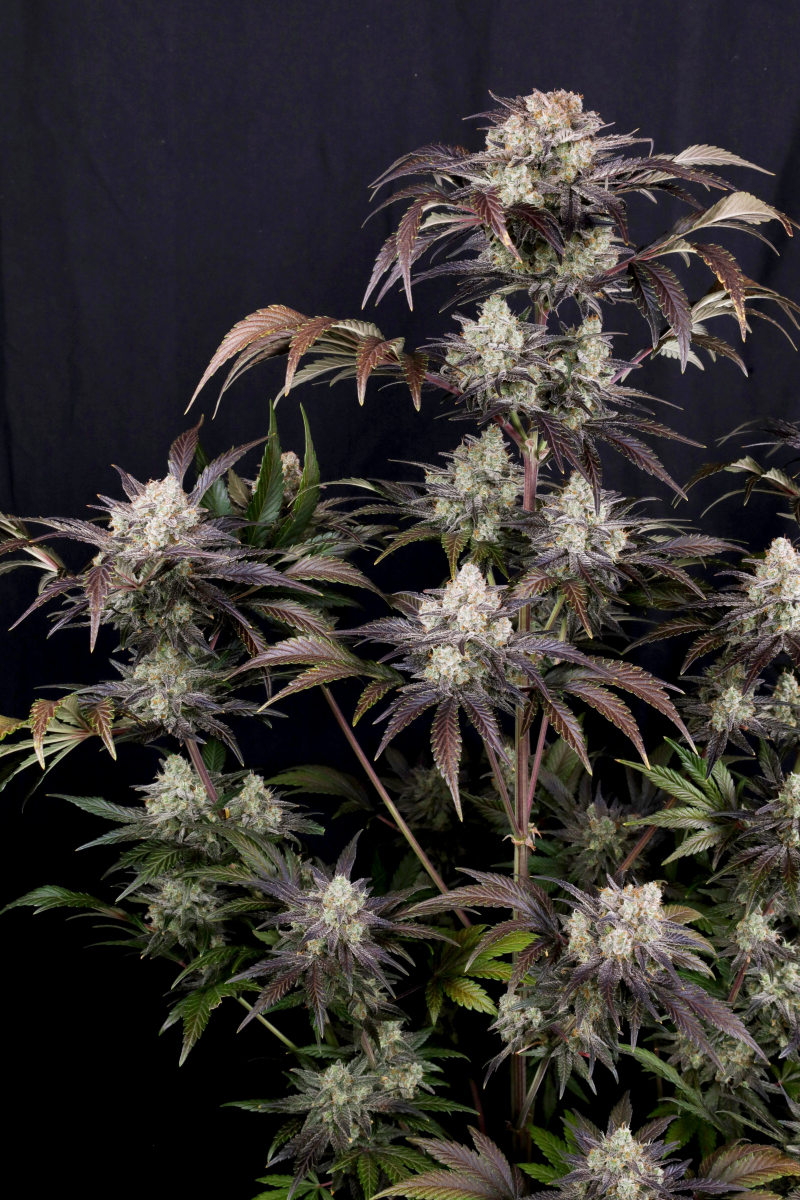 Photo of Frostbanger Auto