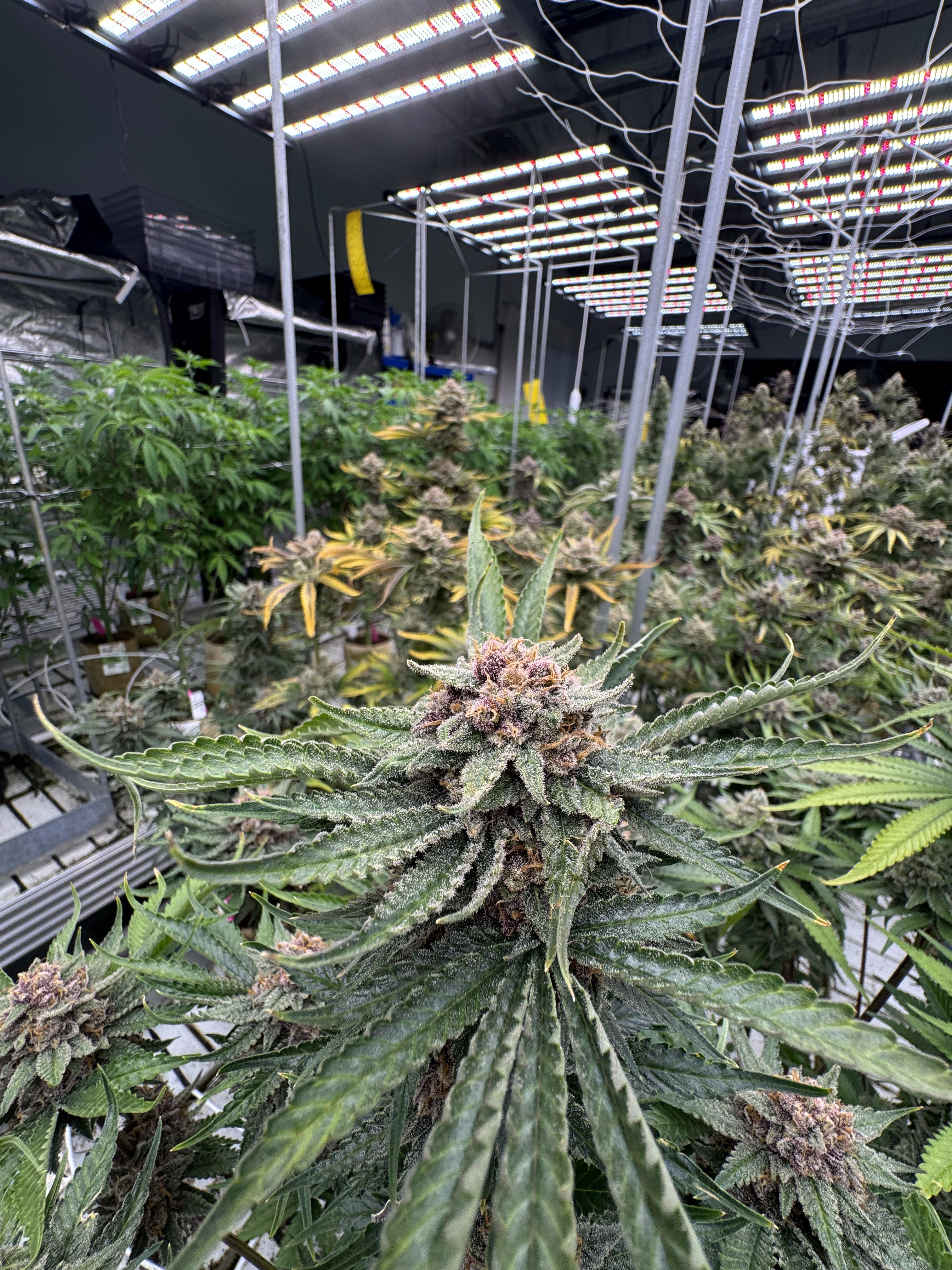 Cherry Cola Auto RF3