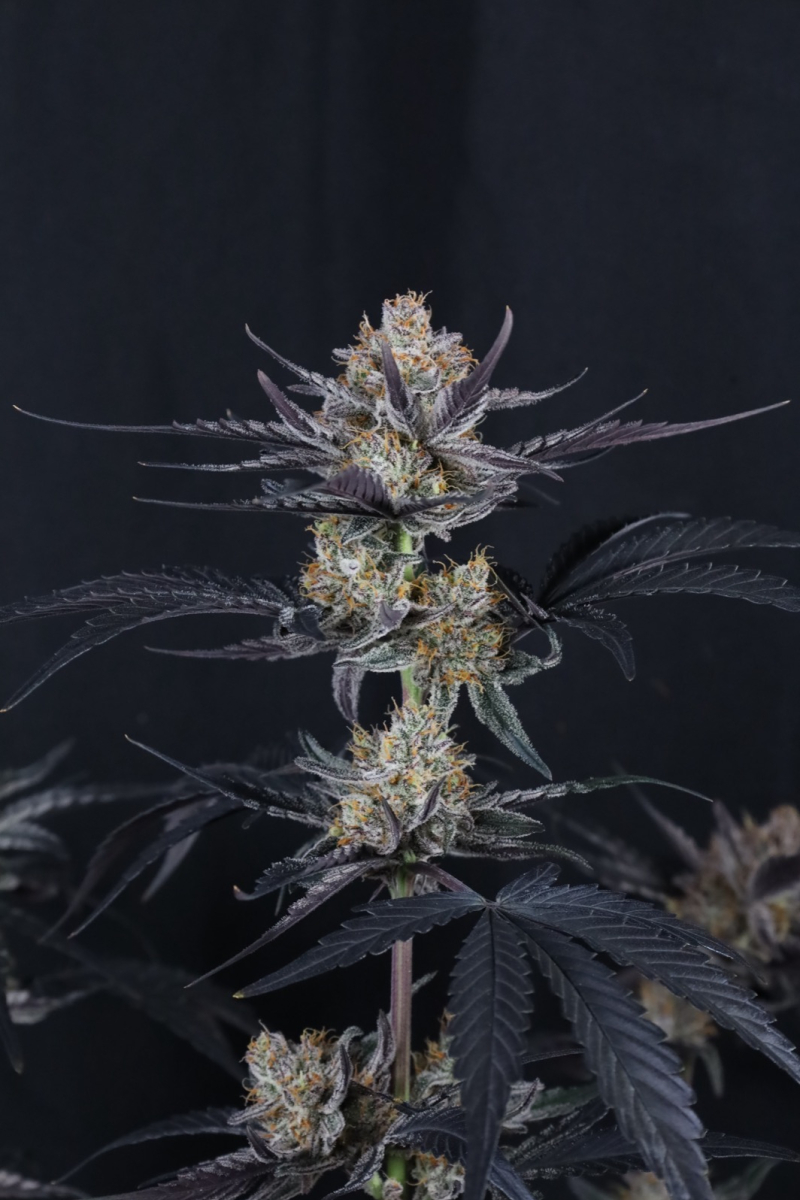 Photo of Guava Runtz Auto