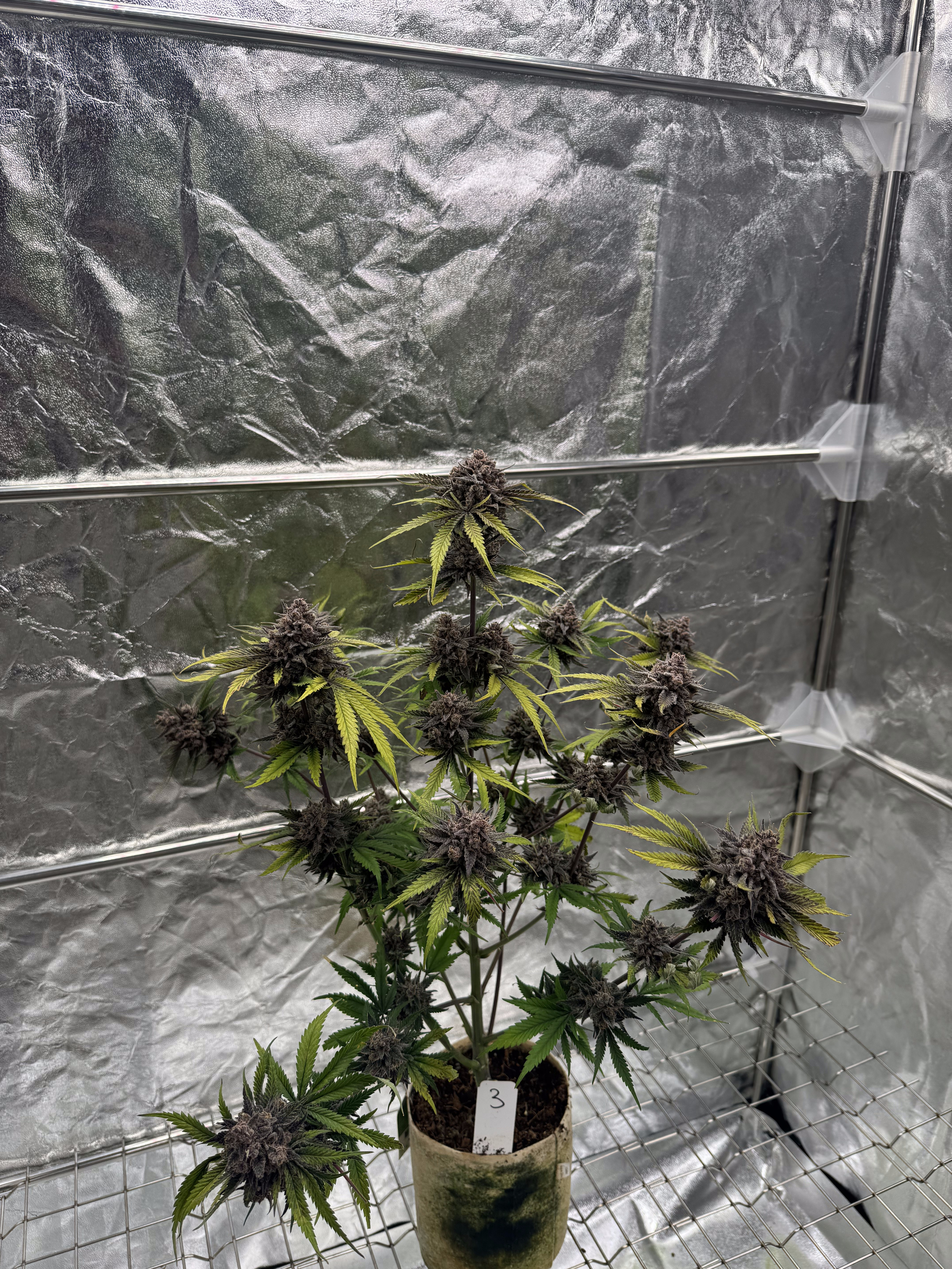 Cherry Cola Auto RF3