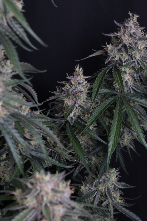 GMO Auto