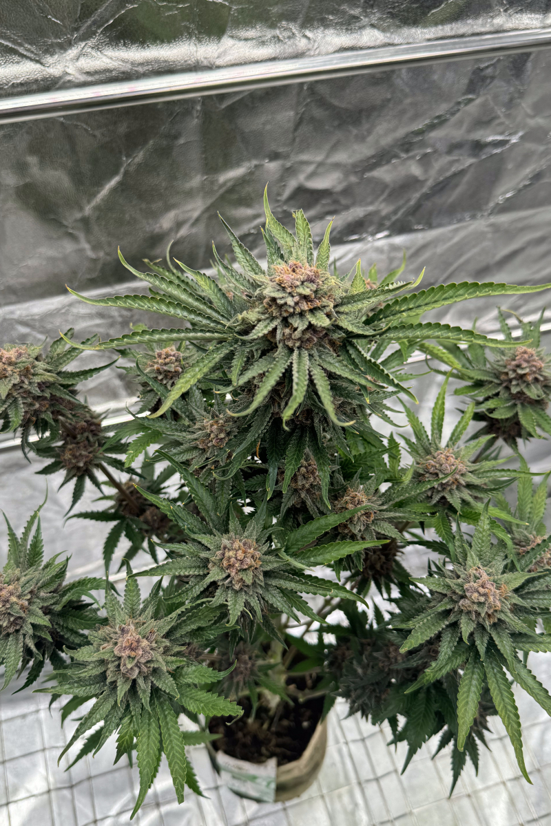 Photo of Cherry Cola Auto RF3