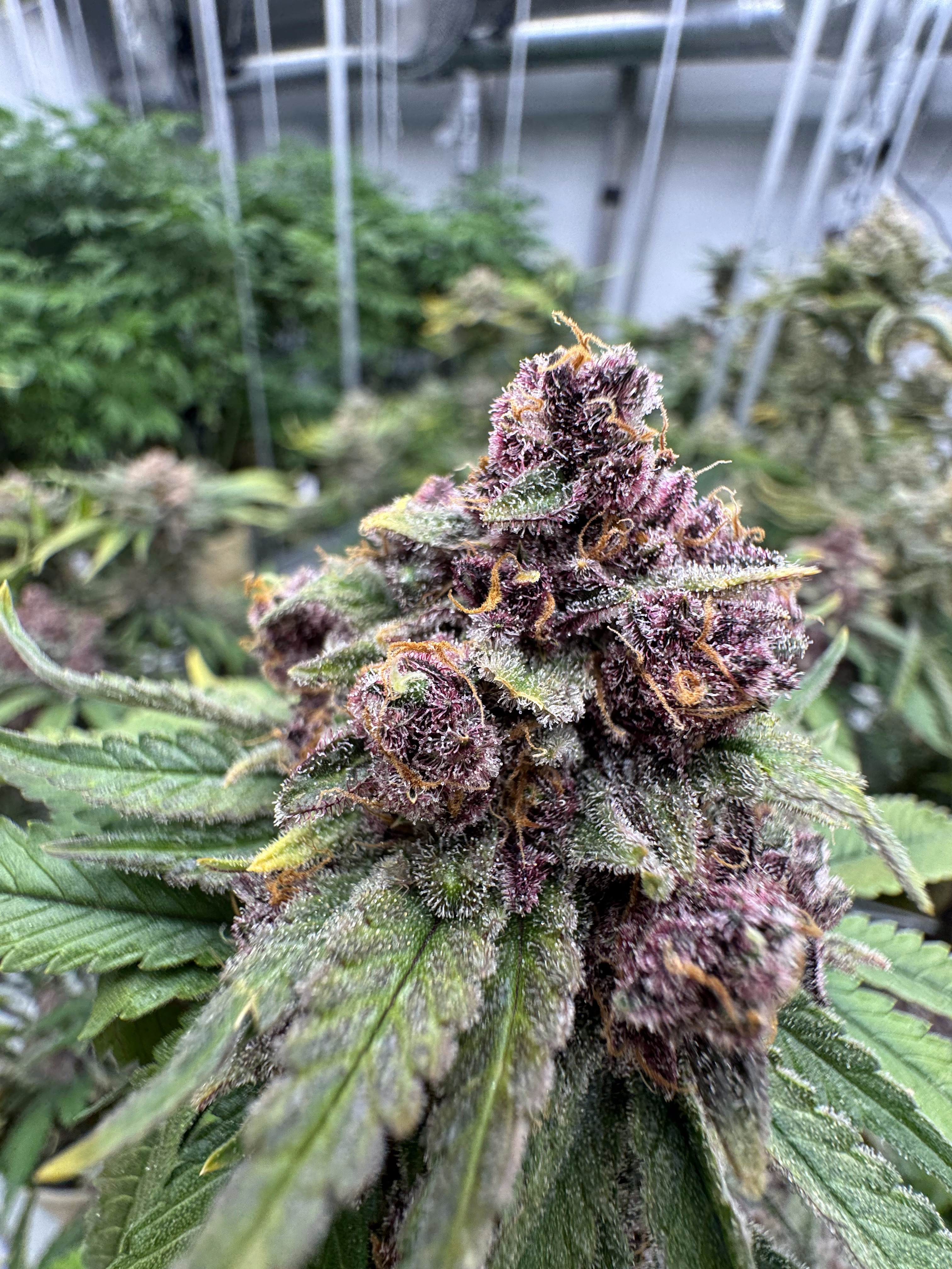 Cherry Cola Auto RF3