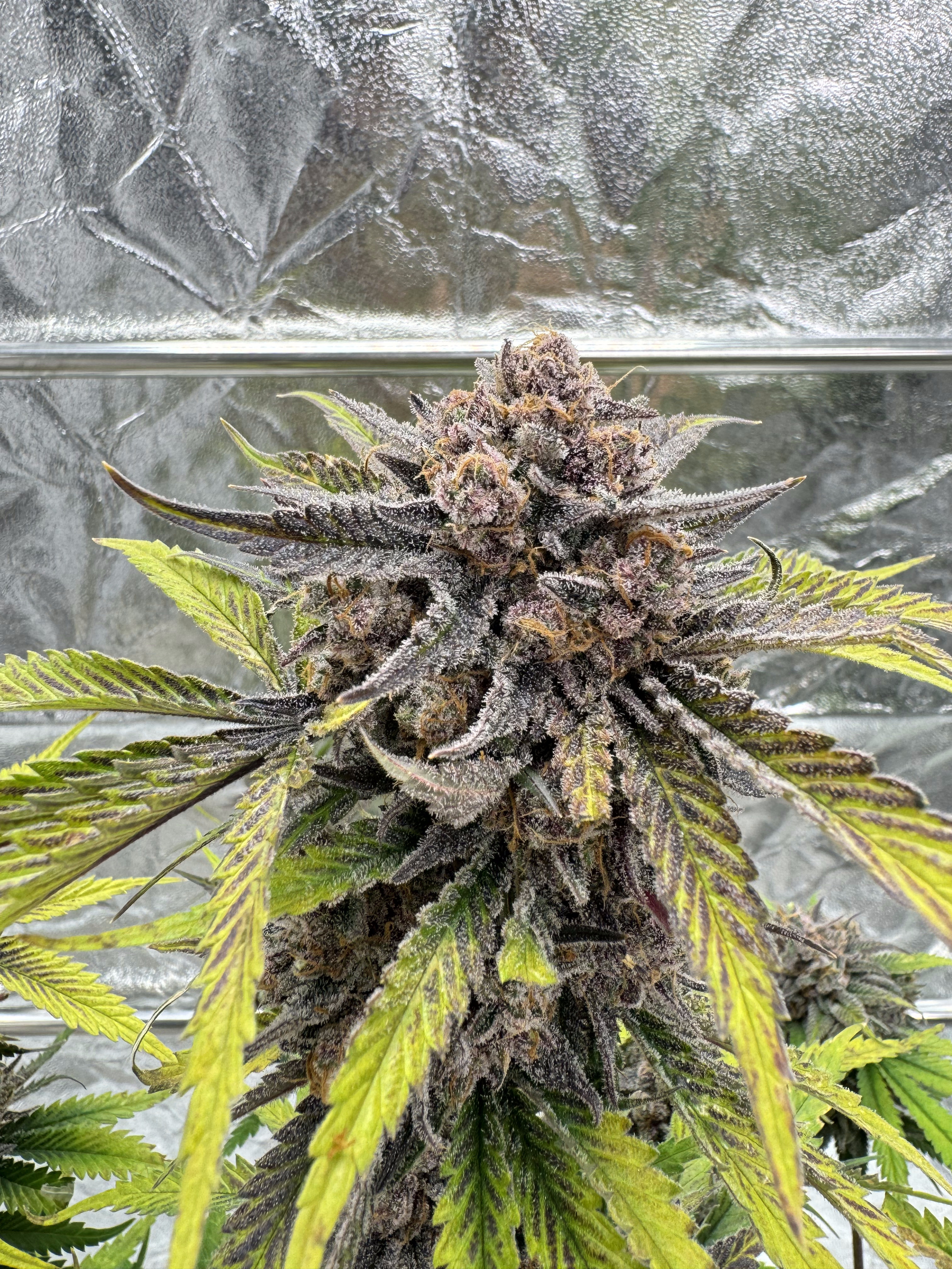 Cherry Cola Auto RF3