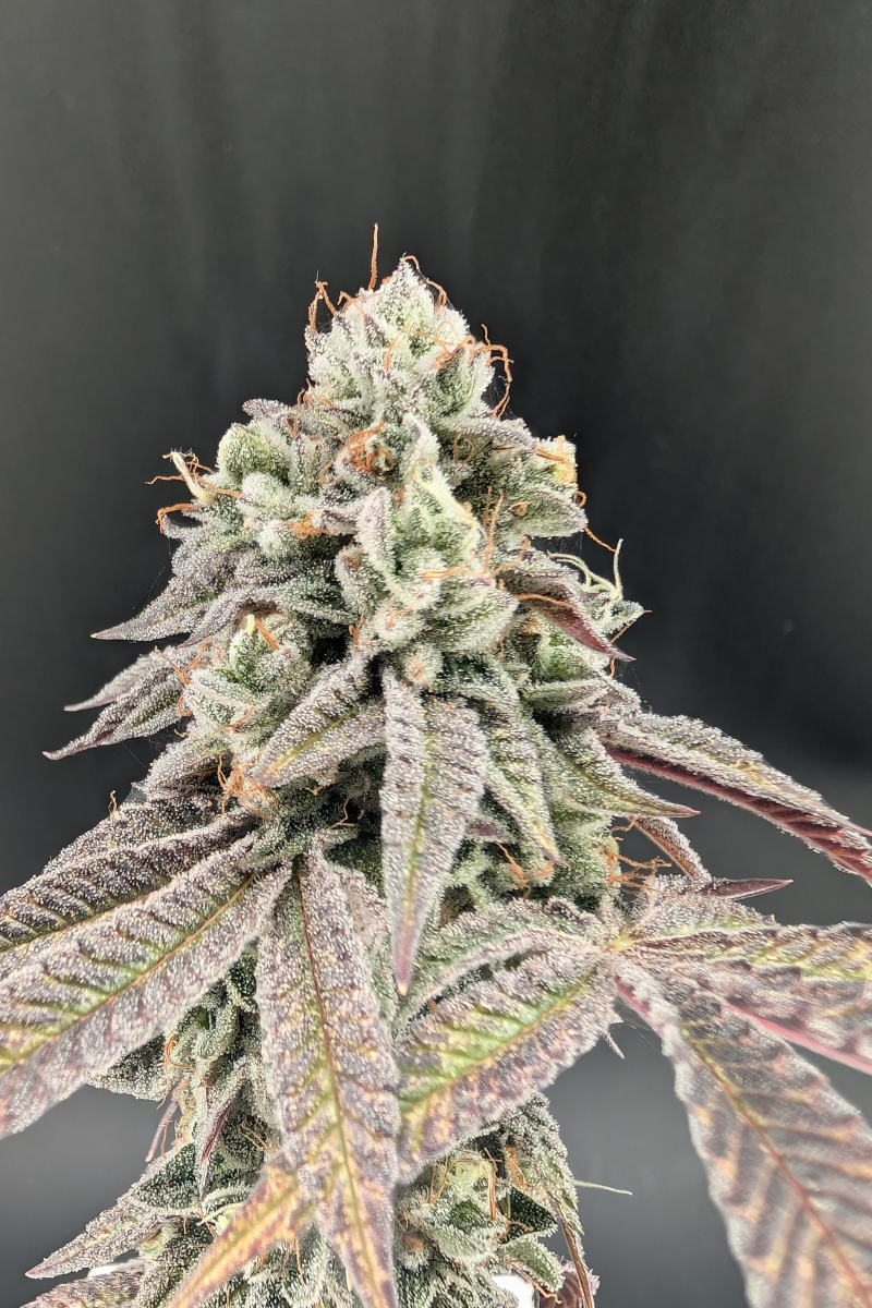 Photo of Garlic Mint Sherbet