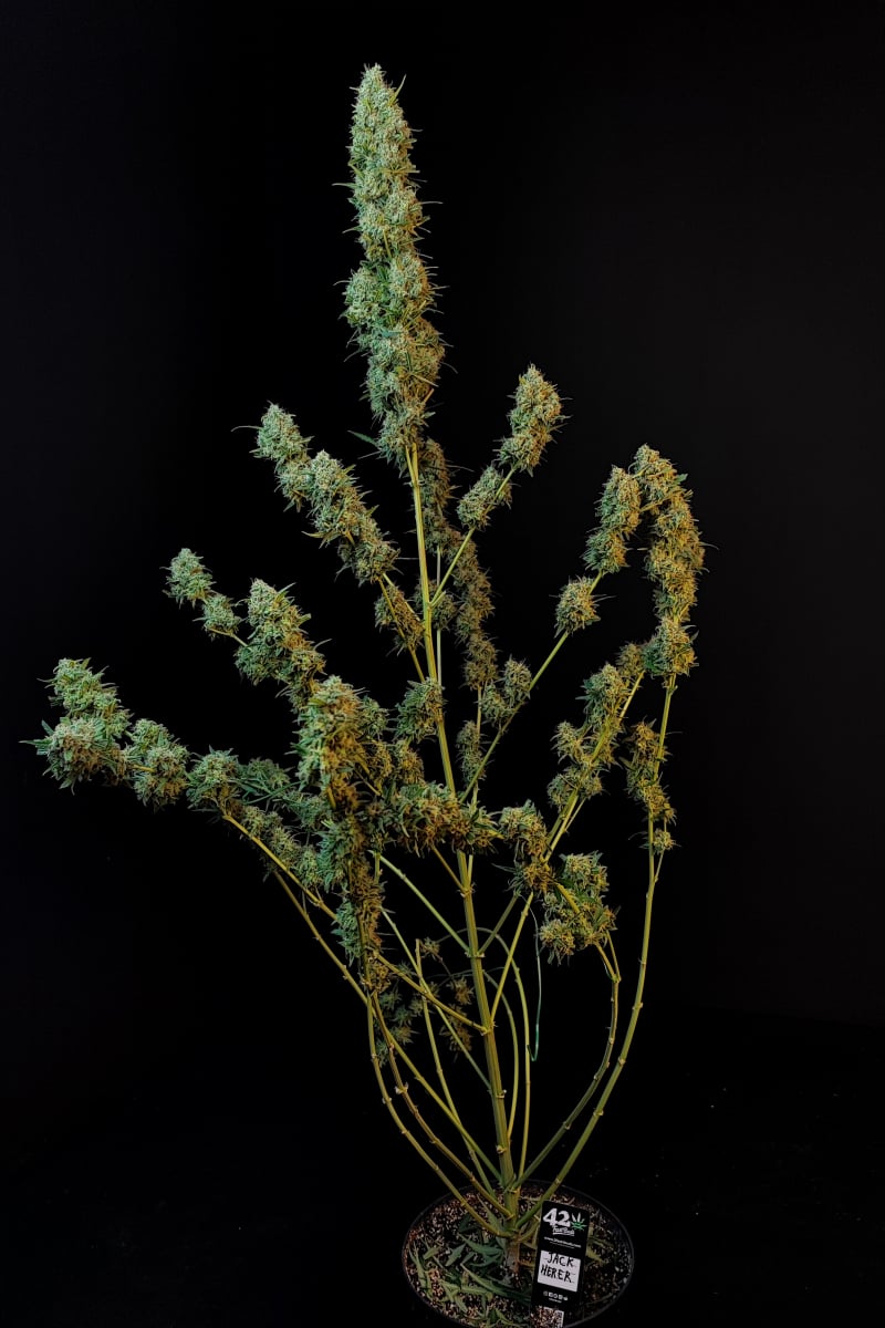 Photo of Jack Herer Auto