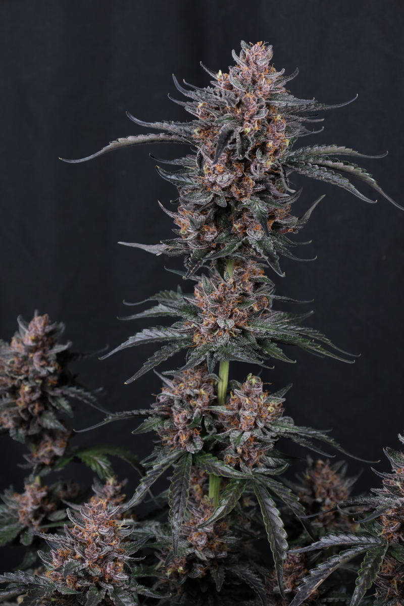 Photo of Mango Cherry Runtz Auto