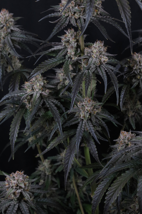 Mango Frost Auto