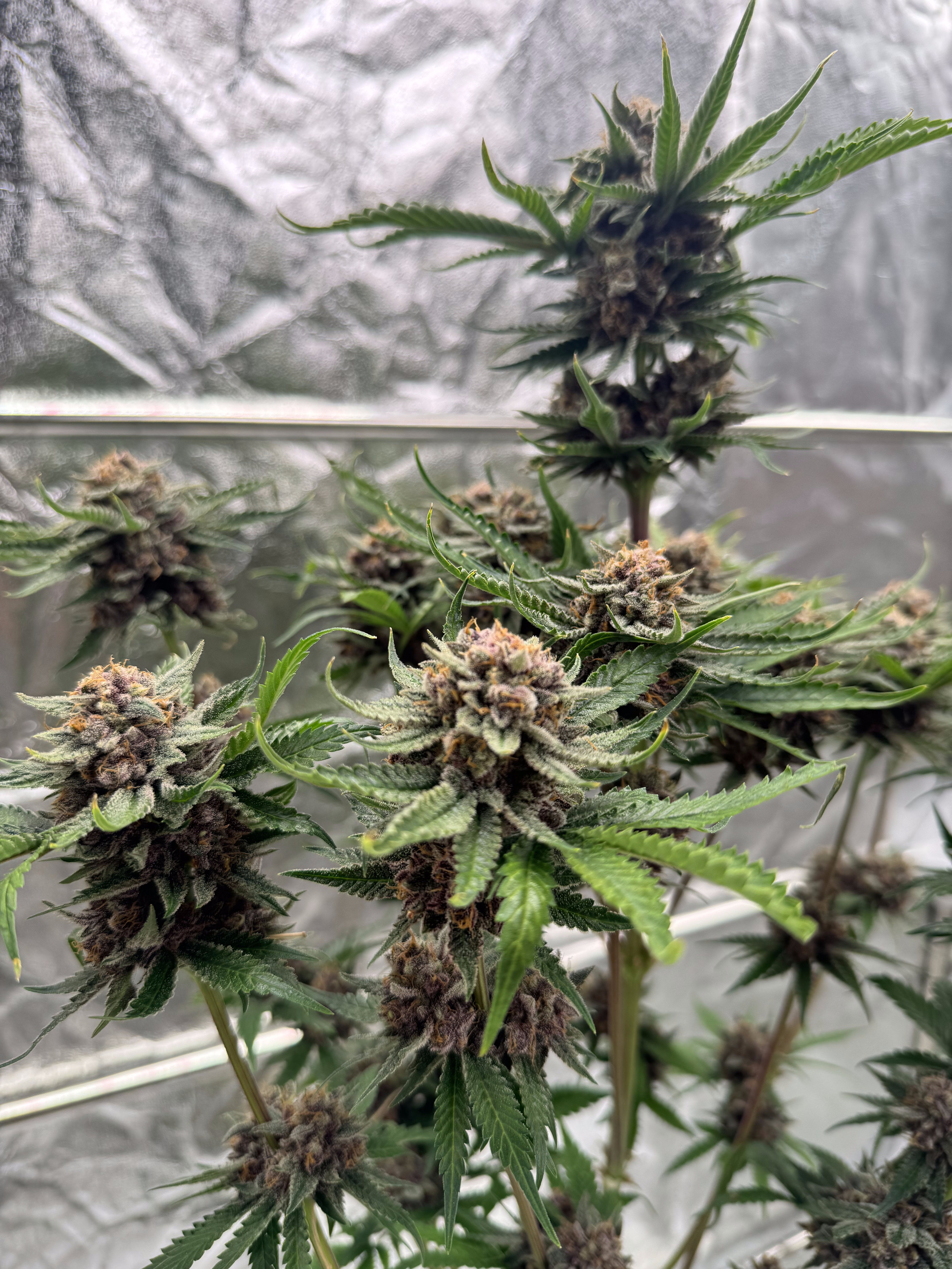 Cherry Cola Auto RF3