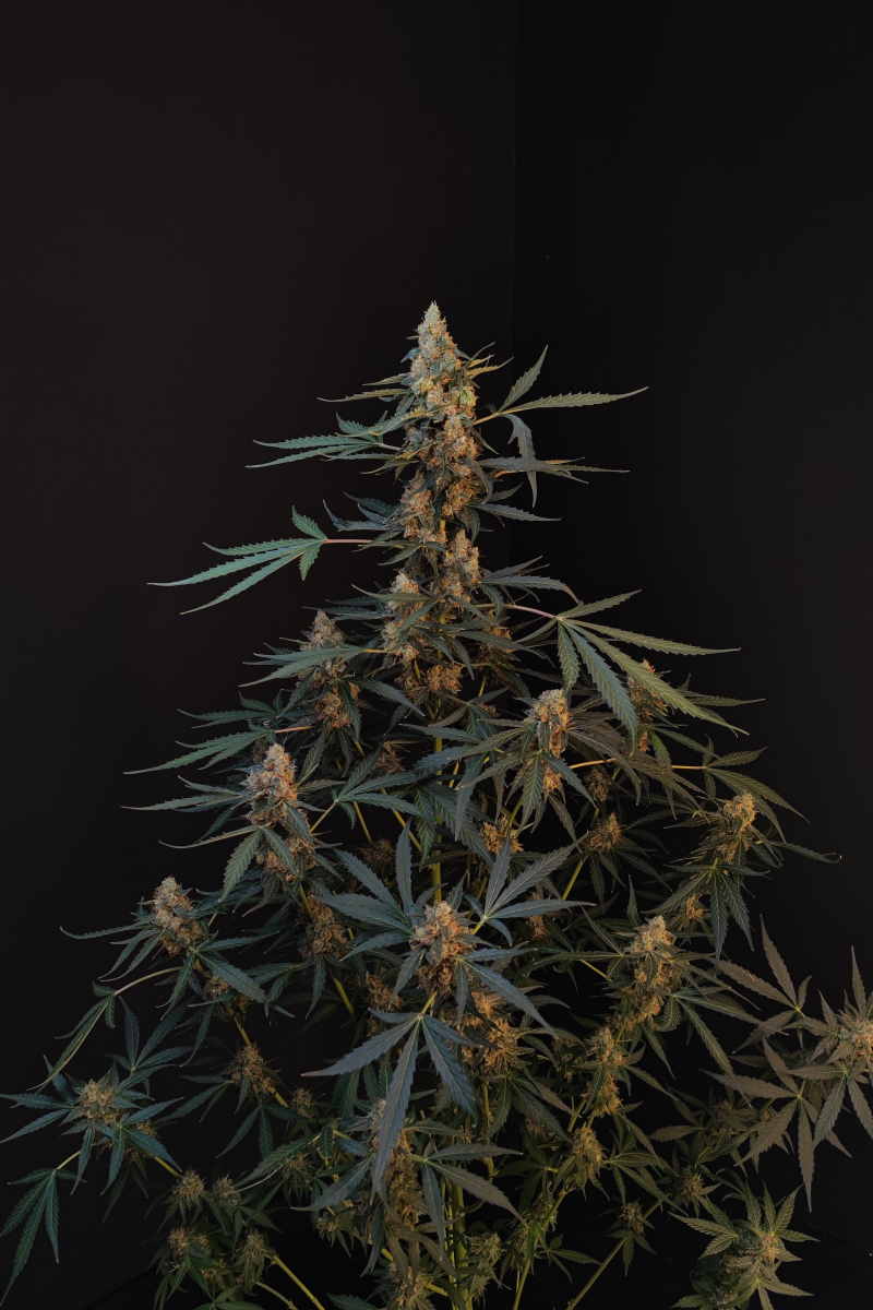 Photo of Northern Lights Auto