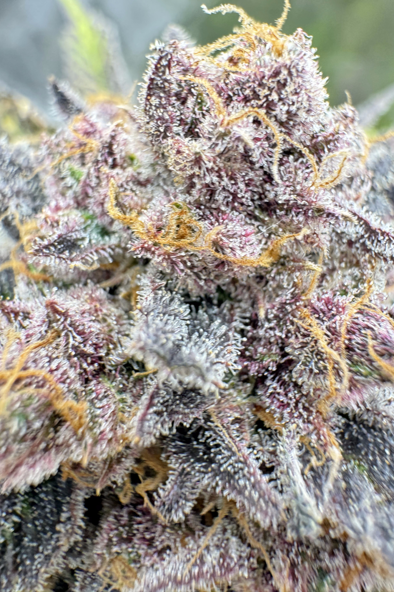 Photo of Cherry Cola Auto RF3