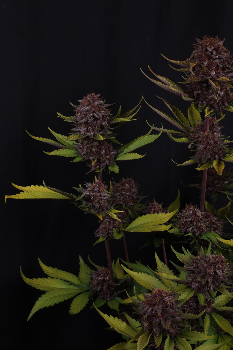 Photo of Purple Lemonade Auto RF3