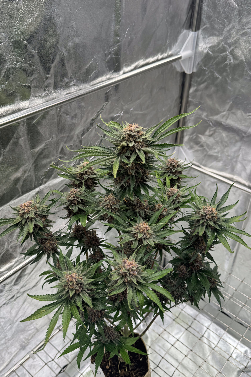 Photo of Cherry Cola Auto RF3