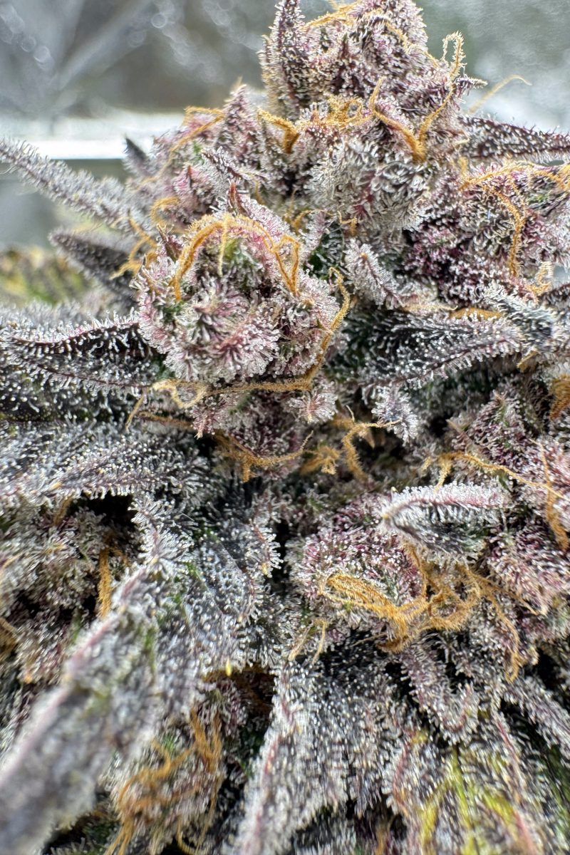 Photo of Cherry Cola Auto RF3