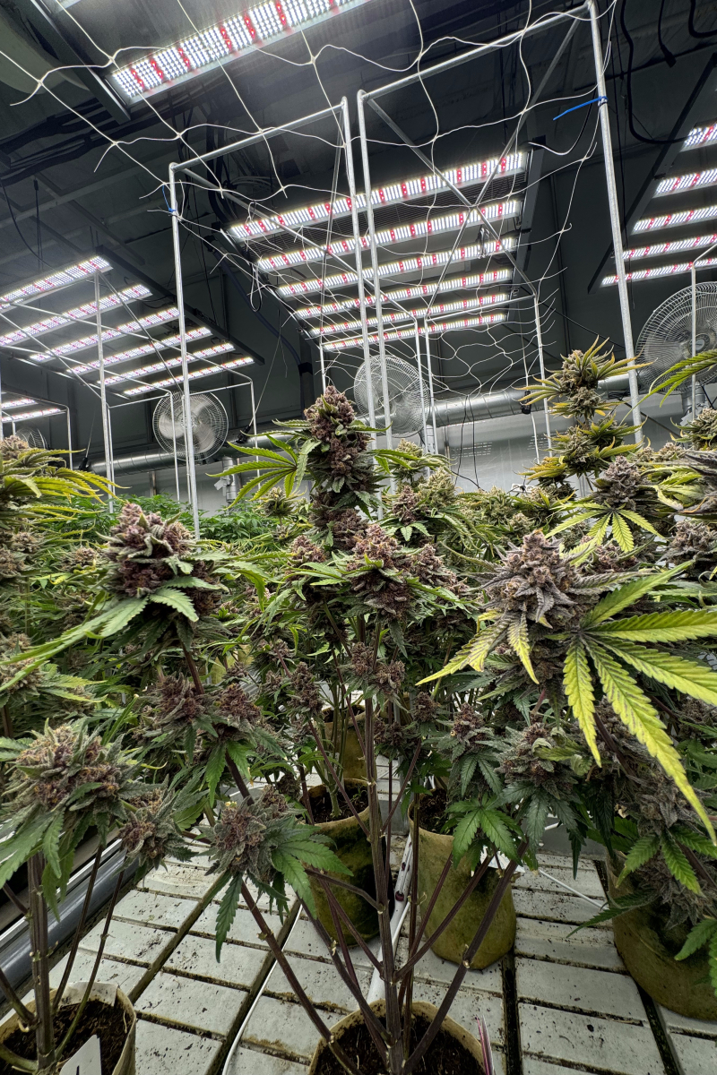 Photo of Cherry Cola Auto RF3