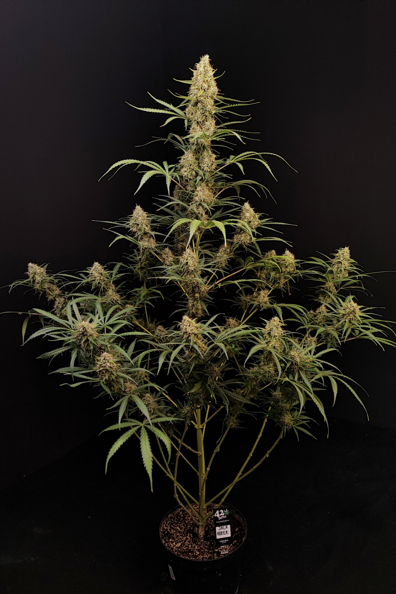 Photo of Jack Herer Auto