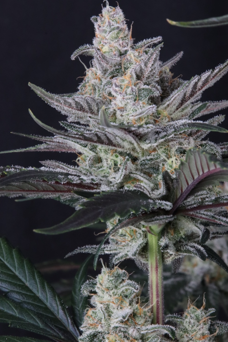 Photo of Mendo Guava Auto