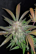Cream Cookies Auto