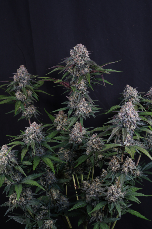 Lemon Cherry Sundae Auto