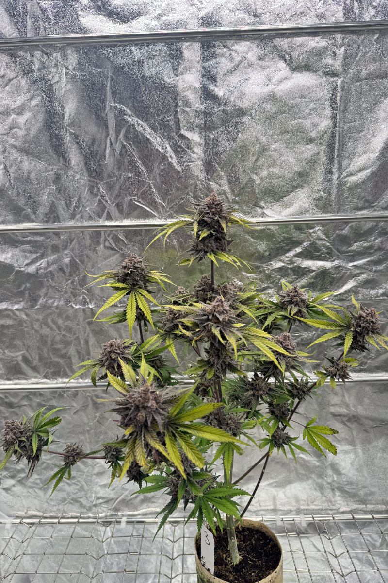 Photo of Cherry Cola Auto RF3