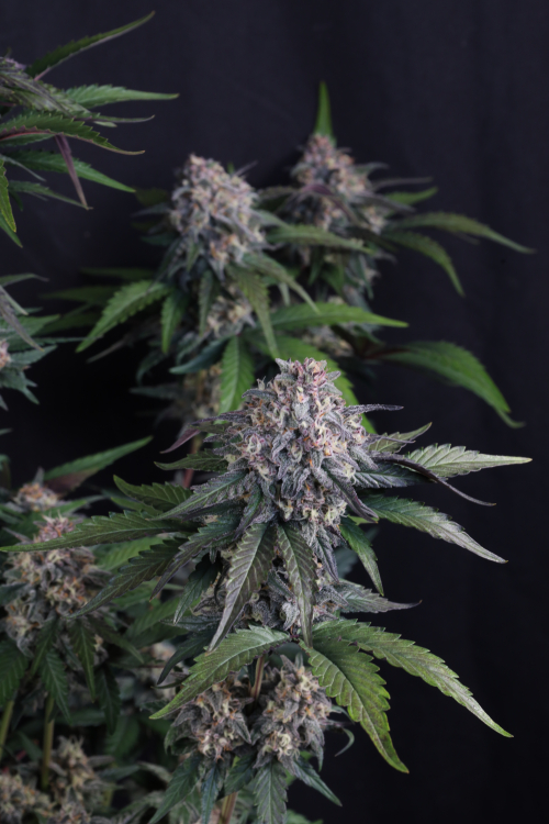 Lemon Cherry Sundae Auto