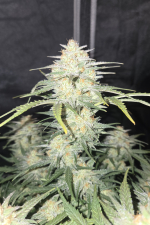 Frostbanger Auto