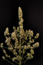 Critical Auto