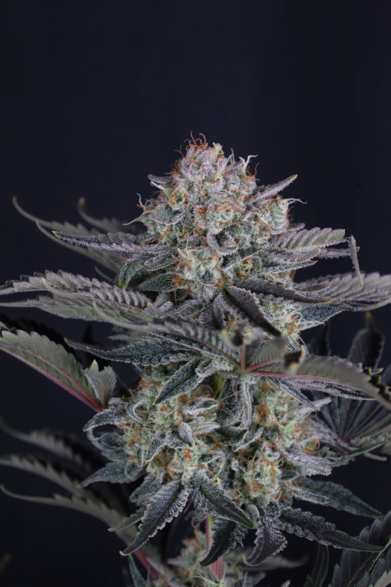 Photo of Mendo Frost Auto