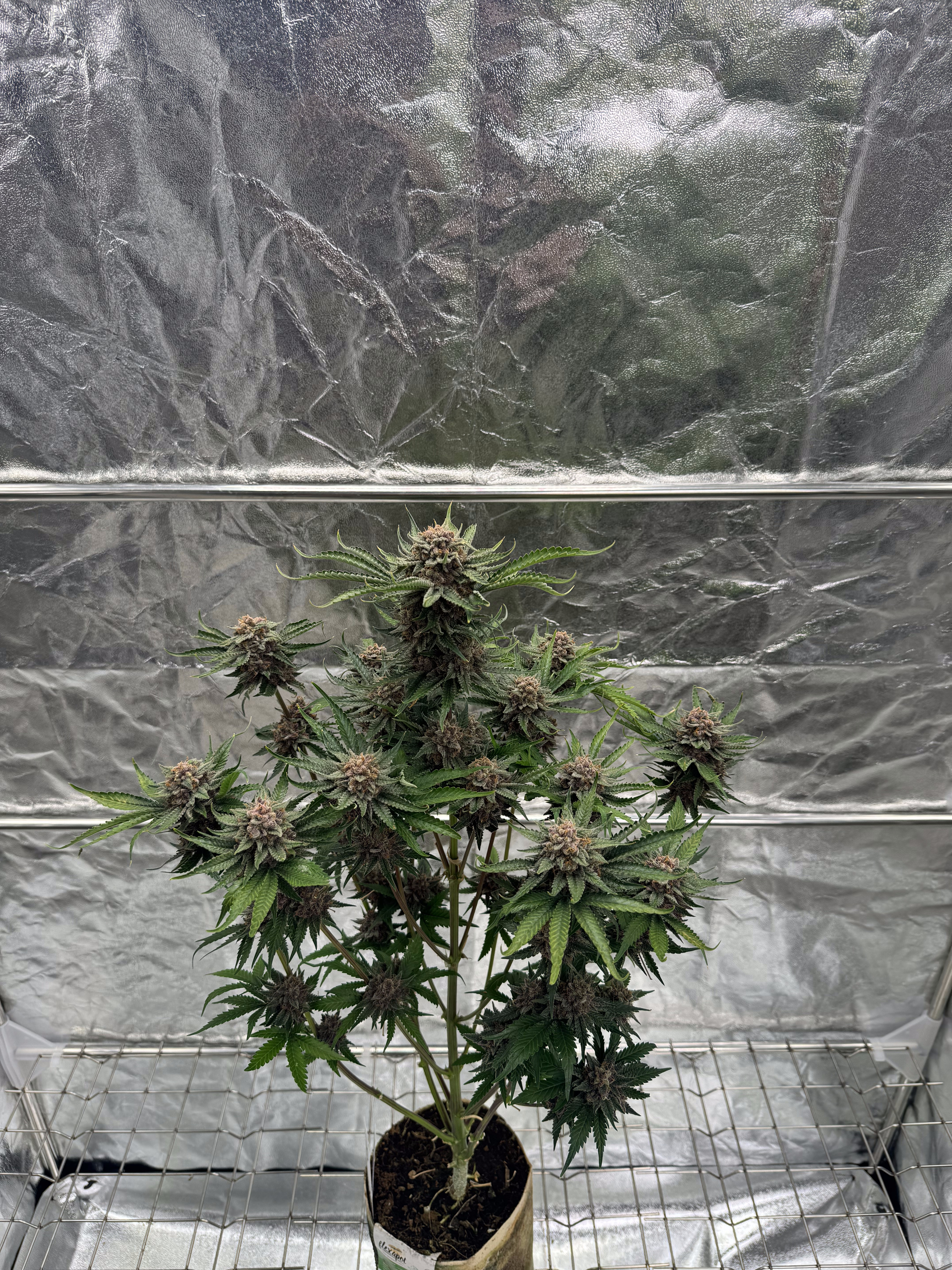 Cherry Cola Auto RF3