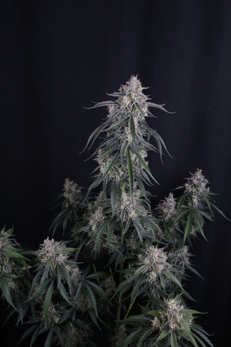 Photo of GMO Auto