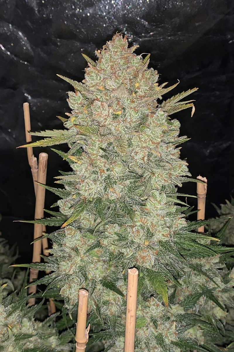 Photo of OG Kush Auto