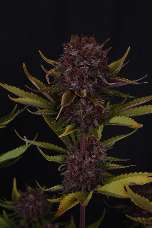 Purple Lemonade Auto RF3