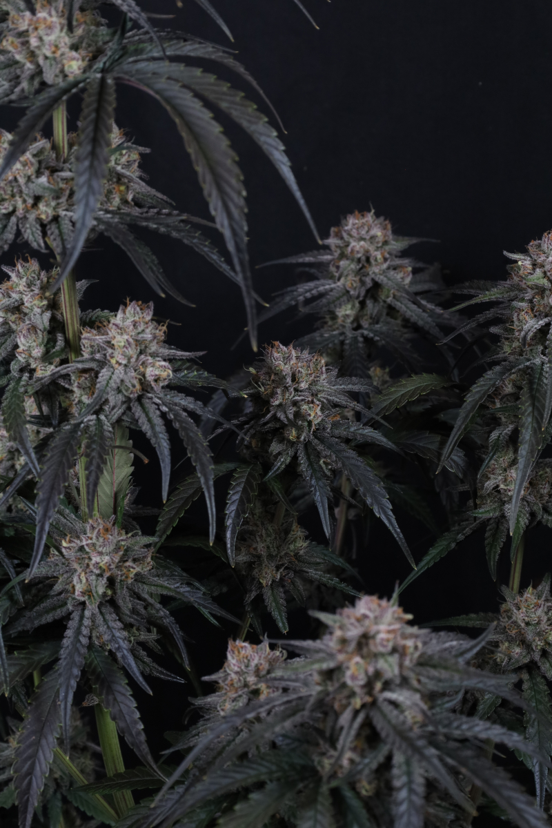 Photo of Mango Frost Auto