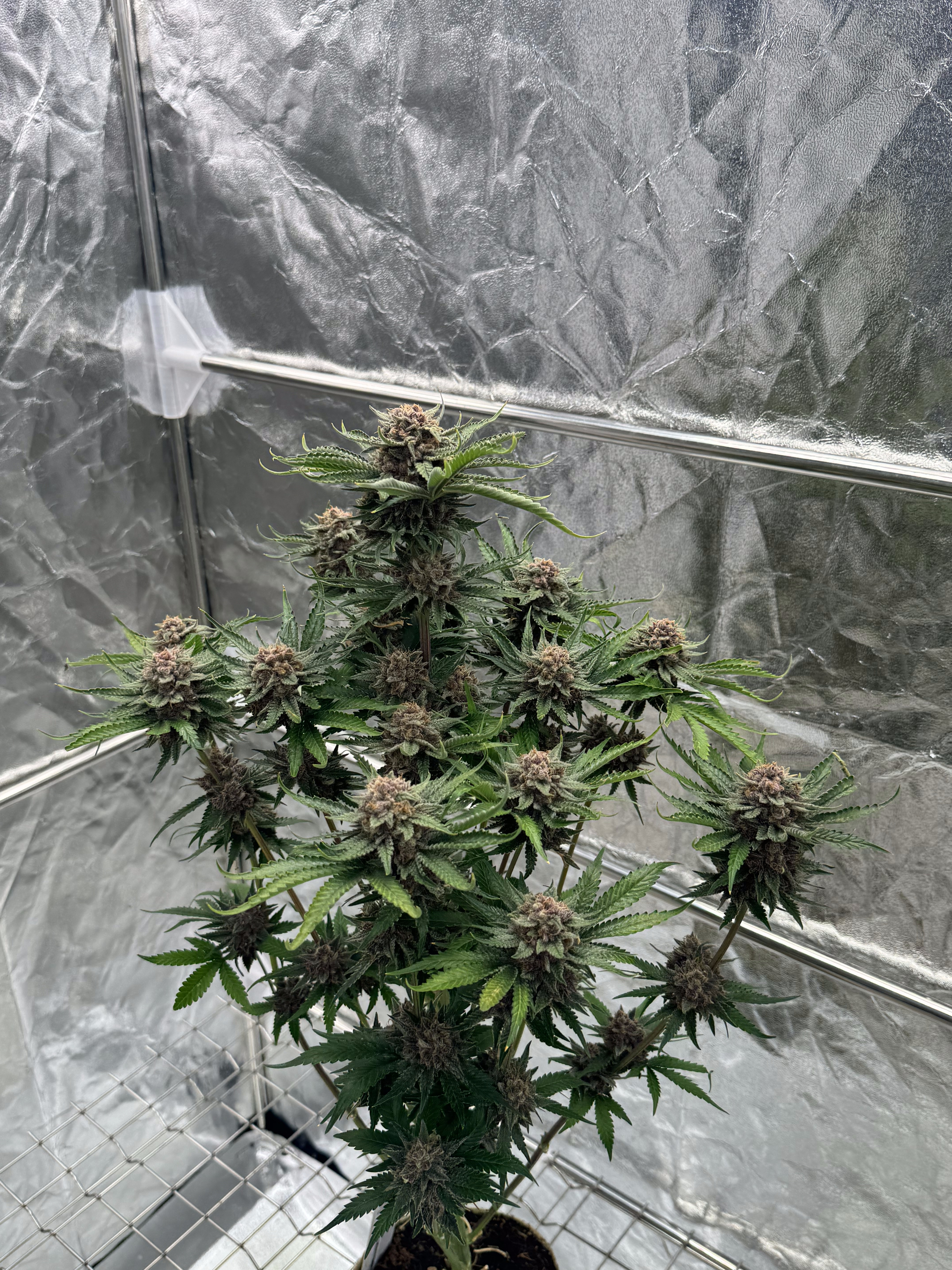 Cherry Cola Auto RF3