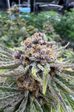 Cherry Cola Auto RF3