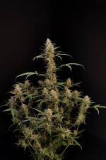 Critical Auto