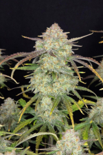 Frostbanger Auto