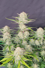 Apricot Auto
