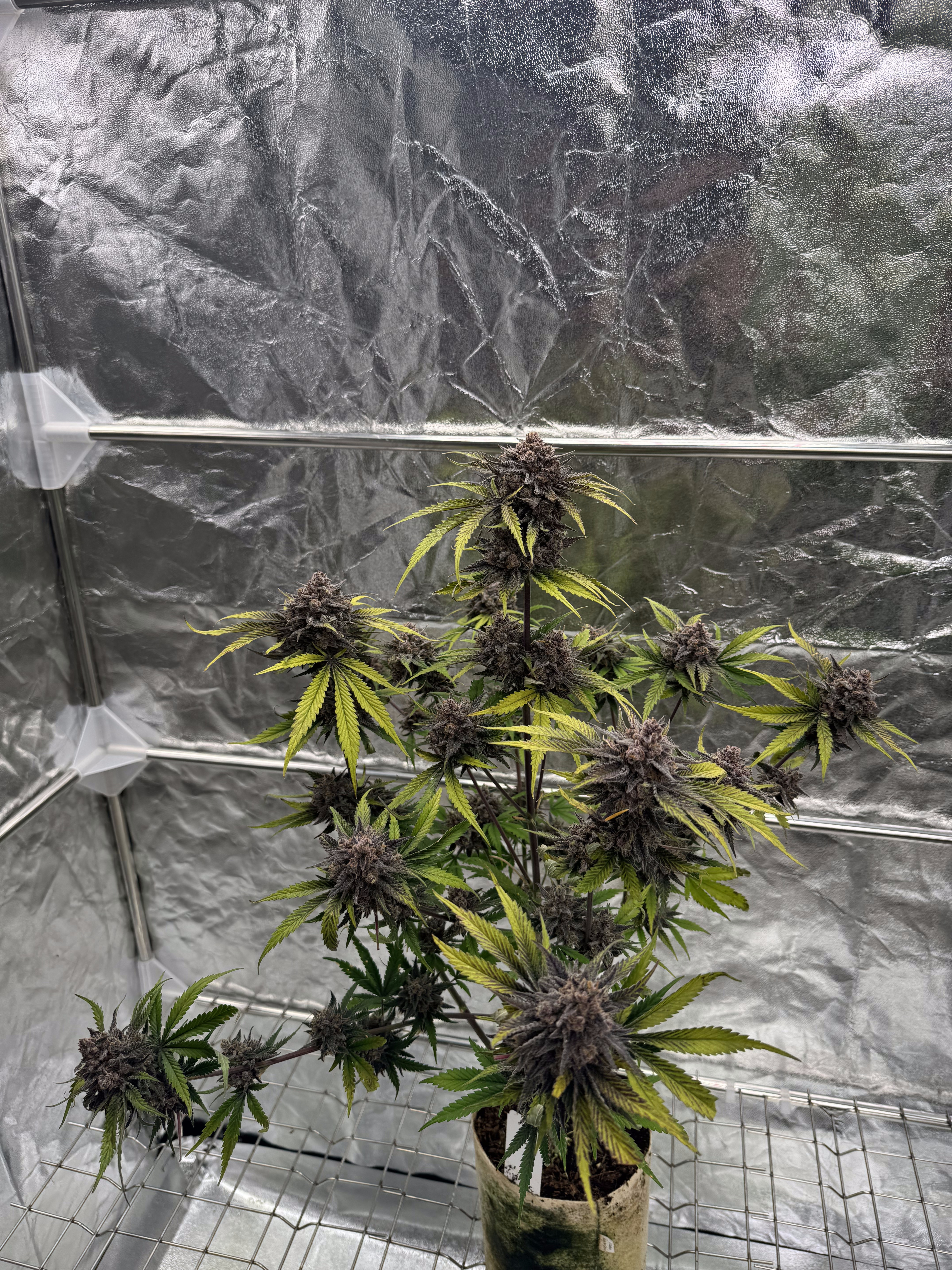 Cherry Cola Auto RF3