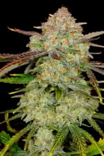 Frostbanger Auto