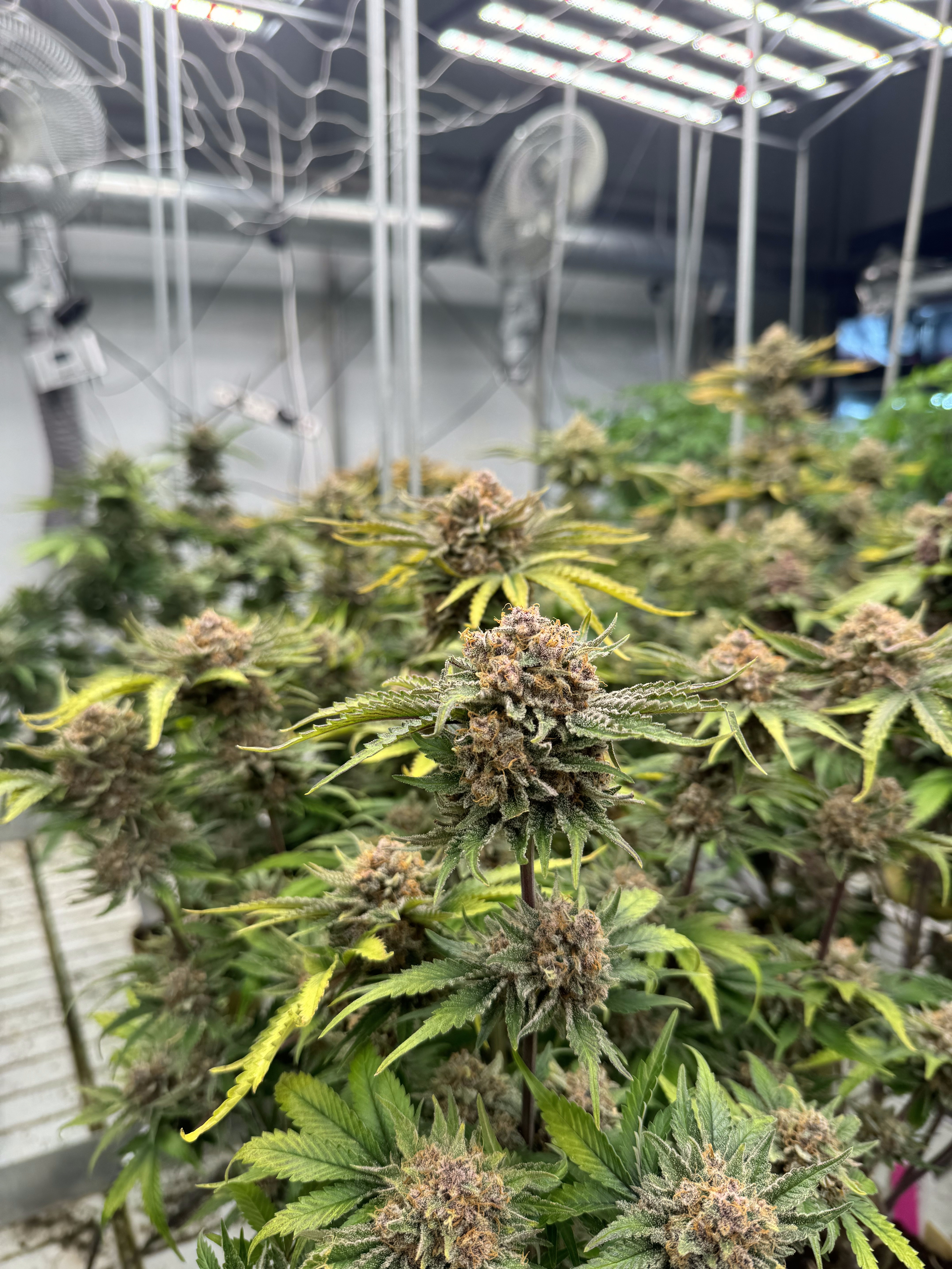 Cherry Cola Auto RF3